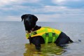 Product-Mood_Dog-life-jacket_3.jpg